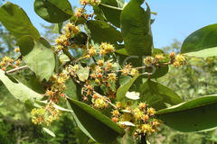 Anogeissus latifolia